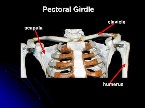 Ppt Appendicular Skeleton Pectoral Girdle And Upper Limb Powerpoint The Best Porn Website