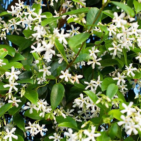 Perfect for growing up a warm wall, or a fence, it's slow growing enough to be planted in a small garden. Star Jasmine Climber - Trachelospermum 1.2 Metres Tall ...