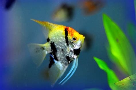 Different Kinds Of Freshwater Angelfishes 3