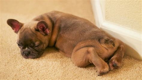 10 Calm Dog Breeds With Chill To Spare Page 8 Sheknows