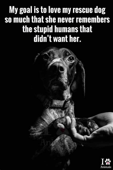This Is My Goal For Every Rescue I Take In Dog Quotes Rescue Dog