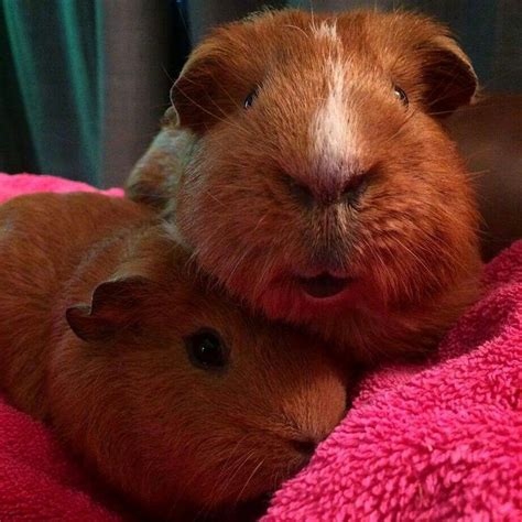 Pin Op Guinea Pigs