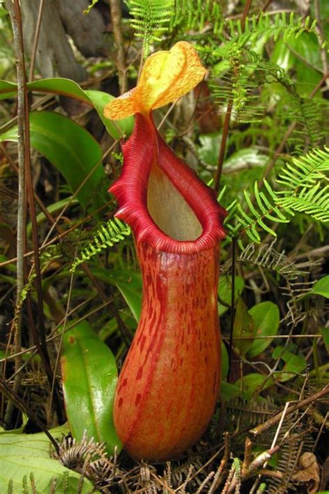 Pitcher Plants Of The Old World Vol 2 Redfern Natural History