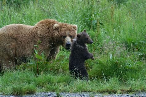Kodiak Brown Bear Center Amazing Alaska Bear Watching