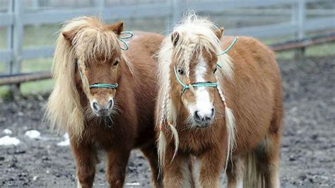 Miniature Horses Allowed As Service Animals On Flights Fox News Video
