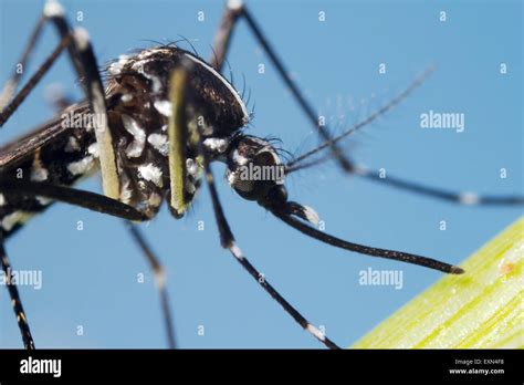 Asian Tiger Mosquito Aedes Albopictus Stock Photo Alamy