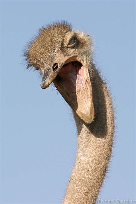 Image Of Ostrich Head From A Kenyan Photo Safari Experience