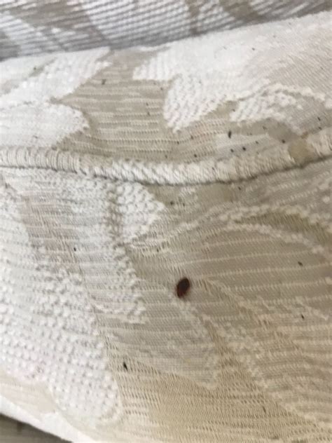 How To Quickly Identify A Bed Bug Bite Bed Bug Barbeque