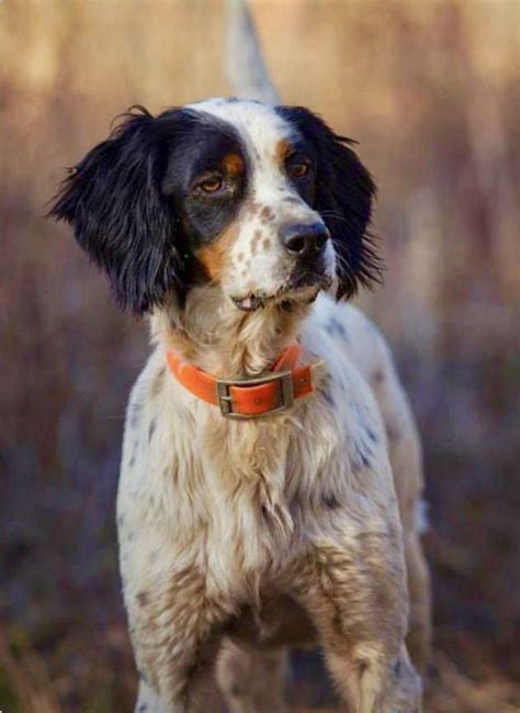 Tricolor Field Type English Setter On The Hunt For Quail English