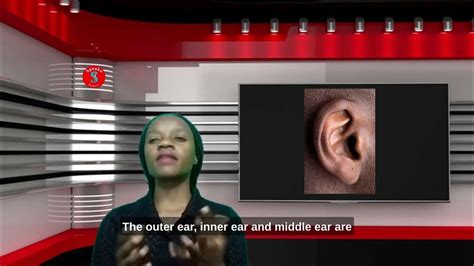 How Do Ears Help Us Youtube