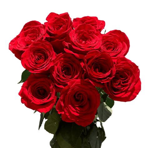 One Dozen Red Roses Fresh Flower Delivery