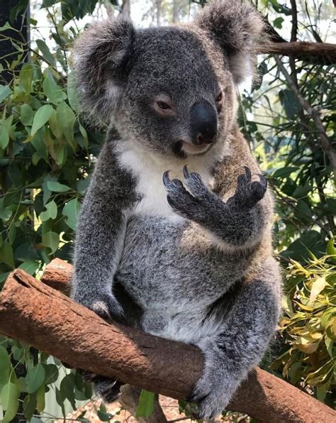 Pin By Benedict Henriquez On Koalas Koala Bear Koala Marsupial