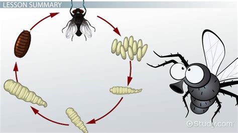 Life Cycle Of A Blowfly