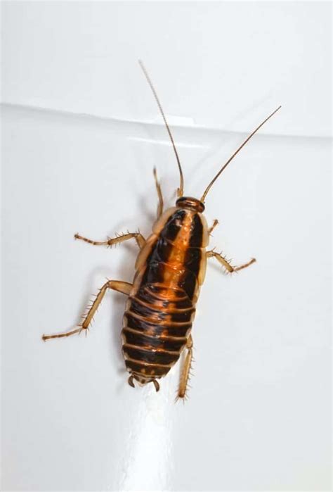 House Cockroach Types Common Types Of Roaches At Home And How To Get Rid Of Them How I Get Rid Of