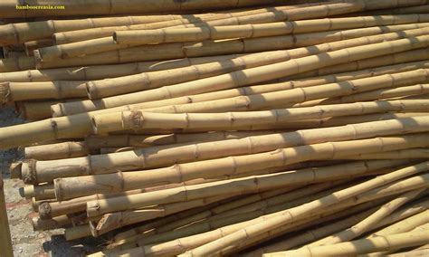 Quality Bamboo And Asian Thatch Bo Bamboo Pole001 Bamboo Cane 10ft