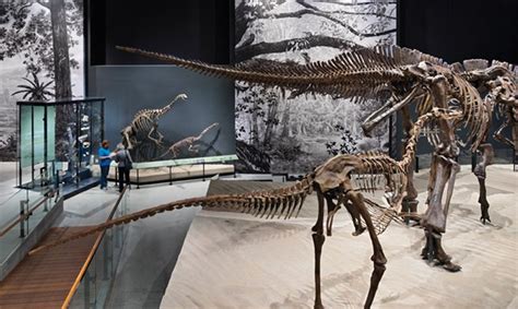 These finds barely begin to describe the potential of what's here, however. In the Past Worlds gallery, the dinosaurs are the superstars. The design team wanted a strong 2D ...