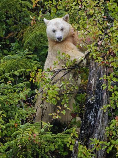 Kermode Spirit Bear White Morph Of Black Bear Princess Royal Island