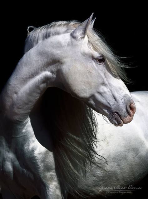 Horse Head Photography Best 25 Horse Head Ideas On Pinterest Horse