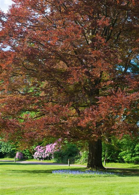 Copper Beech Tree Stock Photo Image Of Park Spring 43222062