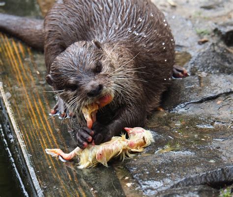 Fur colour is various shades of brown with lighter underparts. Asian small-clawed otter eating one-day chicks (Aonyx ...