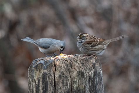 Picture 7 Tufted Titmouse And White Throated Sparrow