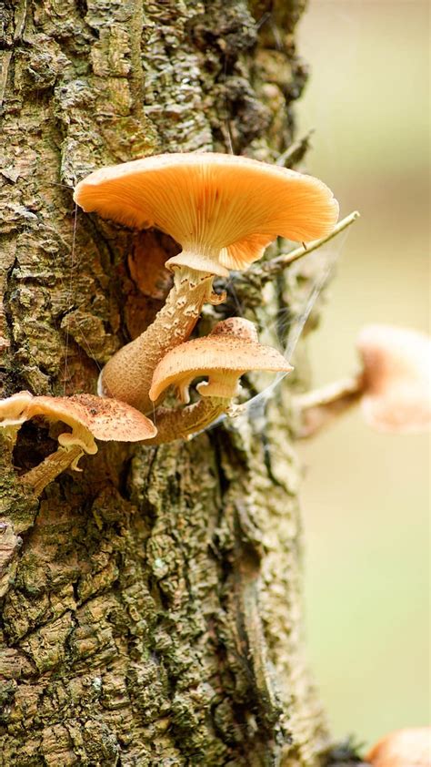 Fungus Tree Bark Fungi Nature Plant Wood Forest Mushroom Pikist