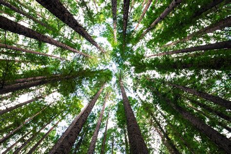 La Importancia De Cuidar Los Bosques Reduciendo El Impacto Ambiental