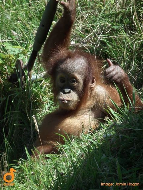 Jantho Orangutan Cute Monkey Primates