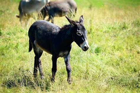 Equus Africanus Asinus Prado Alm Foto Gratuita No Pixabay Pixabay
