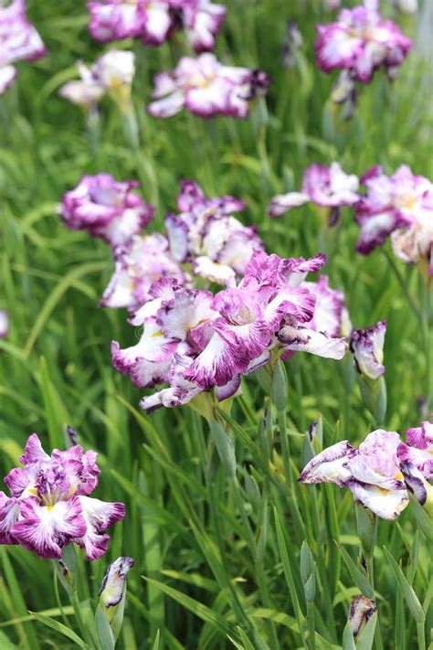 Japanese Irises Stock Image Image Of Irys Irises Full 55158057