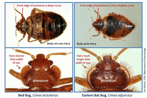 Bed Bugs Or Bat Bugs Pointe Pest Control Chicago Pest Control And