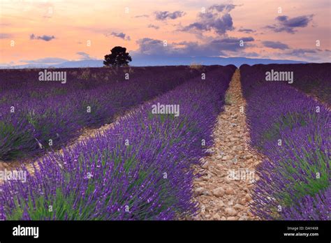 Lavender Field At Sunset Provence Stock Photo Alamy