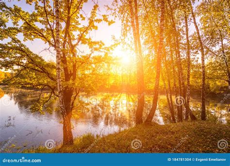 Sunrise Near The Pond With Birches On A Sunny Autumn Morning Stock