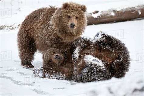 Captive Pair Of Kodiak Brown Bear Cubs Play And Wrestle In The Snow At