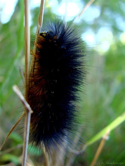 Black And Orange Fuzzy Caterpillars Poisonous
