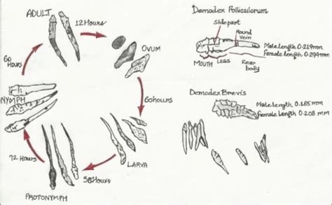 Morphology And Life Cycle Of The Demodex Mite Open I
