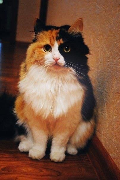 17 Best Images About Calico Cats On Pinterest Kitty Cats Cute Kitty