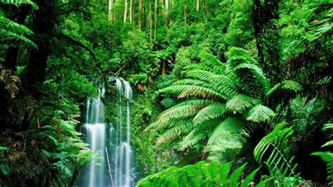 Rainforest Pictures Jungle Images Landscape Trees