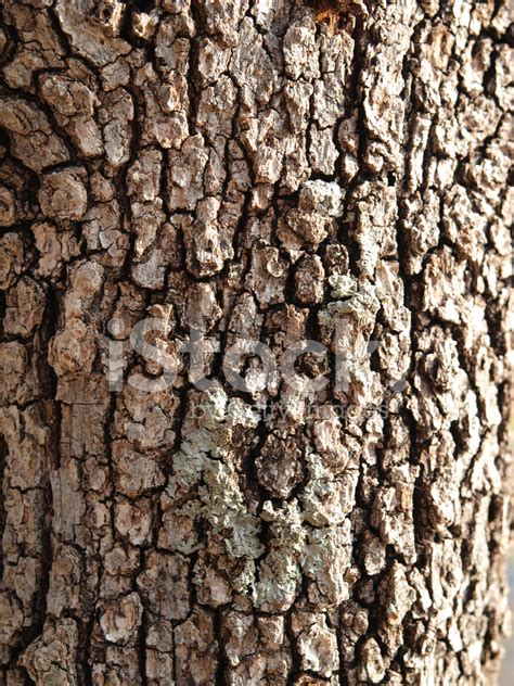Tree Bark Close Up Stock Photos
