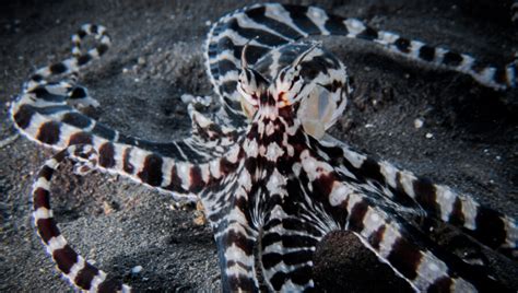The Amazing Mimic Octopus Critter Science