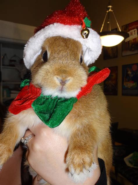 Meet Petey Today Hes A Christmas Bunny Christmas Bunny Bunny