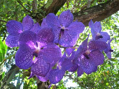 Agricoltura > piante ornamentali > pianta. Vanda - Orchidee - Orchidea Vanda