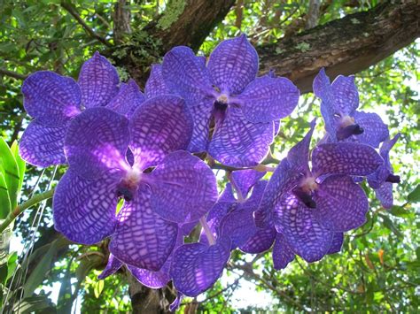 Offriamo anche un'ampia scelta di vari tipi di fiori in particolare orchidee e piante per abbellire i vostri terrazzi. Vanda - Orchidee - Orchidea Vanda
