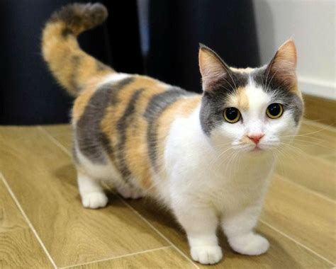 Health Issues With Munchkin Cats By Zonay Loud Updates Jul