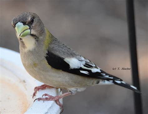 The evening grosbeak ranges in length from 16 to 22 cm (6.3 to 8.7 in) and spans 30 to 36 cm (12 to 14 in) across the wings. Notes From a NW Ontario Backyard - June 2016 - Bird Canada