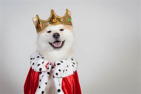 520 Crown King Dog Stock Photos Pictures And Royalty Free Images Istock