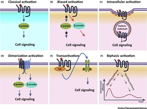 New Insights into Modes of GPCR Activation: Trends in Pharmacological ...