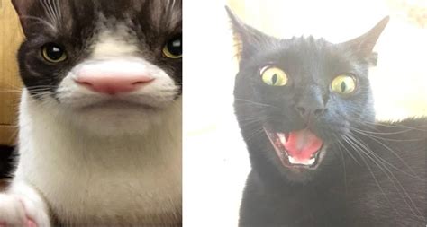 24 Cat Selfies That Are Both Ridiculous And Hilarious