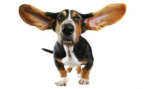 We have over 50,000 free transparent png images available to download today. cute small dog with flying ears PNG Image - PurePNG | Free transparent CC0 PNG Image Library
