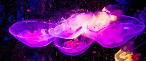 Download Wallpaper 2560x1080 Jellyfish Transparent Underwater World